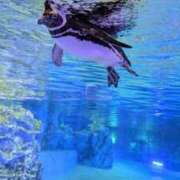 ヒメ日記 2025/06/26 23:21 投稿 戸根 MadameRest(マダムレスト)