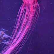 ヒメ日記 2025/06/27 05:19 投稿 戸根 MadameRest(マダムレスト)