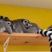 ヒメ日記 2025/07/14 14:54 投稿 戸根 MadameRest(マダムレスト)