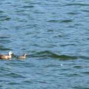 ヒメ日記 2025/08/04 23:22 投稿 戸根 MadameRest(マダムレスト)