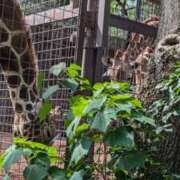 ヒメ日記 2025/09/08 17:11 投稿 戸根 MadameRest(マダムレスト)