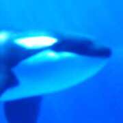 ヒメ日記 2025/11/06 00:34 投稿 戸根 MadameRest(マダムレスト)