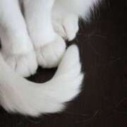 ヒメ日記 2025/11/16 11:24 投稿 戸根 MadameRest(マダムレスト)