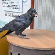 ヒメ日記 2025/11/26 20:48 投稿 戸根 MadameRest(マダムレスト)