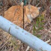 ヒメ日記 2026/01/30 12:53 投稿 戸根 MadameRest(マダムレスト)