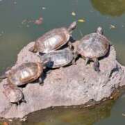 ヒメ日記 2026/03/22 11:06 投稿 戸根 MadameRest(マダムレスト)