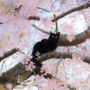 ヒメ日記 2026/03/25 10:43 投稿 戸根 MadameRest(マダムレスト)