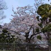 ヒメ日記 2026/04/03 20:57 投稿 戸根 MadameRest(マダムレスト)