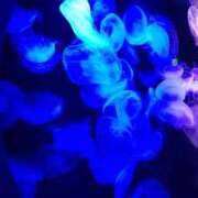 ヒメ日記 2026/04/06 01:09 投稿 戸根 MadameRest(マダムレスト)