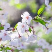 ヒメ日記 2026/04/10 11:08 投稿 戸根 MadameRest(マダムレスト)