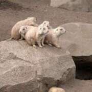 ヒメ日記 2026/04/26 11:32 投稿 戸根 MadameRest(マダムレスト)