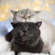 ヒメ日記 2026/04/27 01:24 投稿 戸根 MadameRest(マダムレスト)