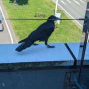 戸根 大きい🐦‍⬛∗*ﾟ MadameRest(マダムレスト)