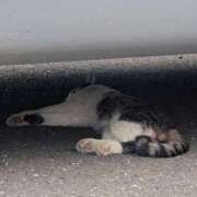 ヒメ日記 2025/06/08 12:10 投稿 きらら 奥鉄オクテツ東京店（デリヘル市場）