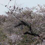 ヒメ日記 2026/04/08 12:05 投稿 秋葉 松戸おかあさん