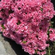 ヒメ日記 2025/04/17 12:32 投稿 大石 松戸おかあさん