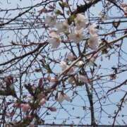 ヒメ日記 2026/03/25 00:05 投稿 大石 松戸おかあさん