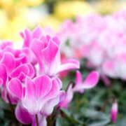 ヒメ日記 2024/12/22 19:13 投稿 新口 松戸おかあさん