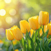 ヒメ日記 2025/03/23 12:27 投稿 新口 松戸おかあさん