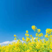 ヒメ日記 2025/04/24 12:37 投稿 新口 松戸おかあさん