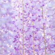 ヒメ日記 2025/05/01 12:36 投稿 新口 松戸おかあさん