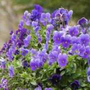 ヒメ日記 2025/05/19 14:01 投稿 新口 松戸おかあさん