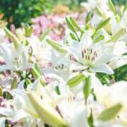 ヒメ日記 2025/06/19 12:36 投稿 新口 松戸おかあさん