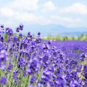 ヒメ日記 2025/06/19 15:55 投稿 新口 松戸おかあさん
