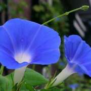 ヒメ日記 2025/08/21 17:17 投稿 新口 松戸おかあさん