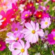 ヒメ日記 2025/09/29 12:25 投稿 新口 松戸おかあさん