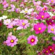 ヒメ日記 2025/10/30 13:37 投稿 新口 松戸おかあさん