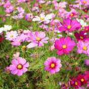 ヒメ日記 2025/10/30 13:45 投稿 新口 松戸おかあさん