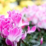 ヒメ日記 2025/12/18 15:03 投稿 新口 松戸おかあさん