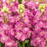 ヒメ日記 2026/01/26 13:36 投稿 新口 松戸おかあさん