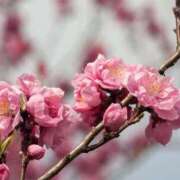 ヒメ日記 2026/02/03 06:49 投稿 新口 松戸おかあさん