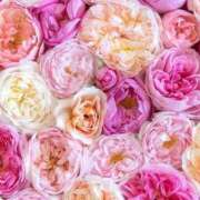 ヒメ日記 2026/02/03 06:53 投稿 新口 松戸おかあさん