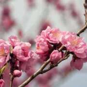 ヒメ日記 2026/02/03 06:55 投稿 新口 松戸おかあさん