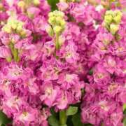 ヒメ日記 2026/02/26 13:45 投稿 新口 松戸おかあさん