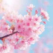 ヒメ日記 2026/03/05 17:45 投稿 新口 松戸おかあさん