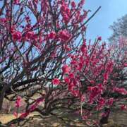 ヒメ日記 2025/03/25 16:00 投稿 花音 みぃ アリス女学院 日本橋校
