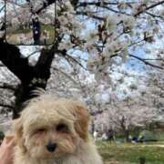 ヒメ日記 2025/04/06 09:15 投稿 花音 みぃ アリス女学院 日本橋校