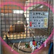 ヒメ日記 2025/06/20 12:10 投稿 本上 松戸おかあさん