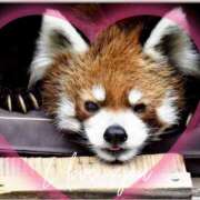 ヒメ日記 2025/06/28 21:12 投稿 本上 松戸おかあさん