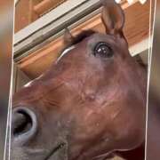 ヒメ日記 2025/08/29 08:43 投稿 本上 松戸おかあさん