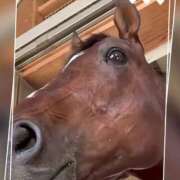 ヒメ日記 2025/08/29 08:45 投稿 本上 松戸おかあさん