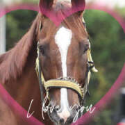 ヒメ日記 2025/11/03 12:25 投稿 本上 松戸おかあさん