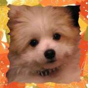 ヒメ日記 2025/11/17 14:55 投稿 本上 松戸おかあさん