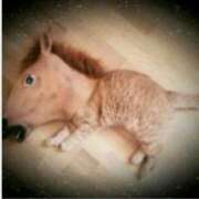 ヒメ日記 2026/01/29 19:45 投稿 本上 松戸おかあさん