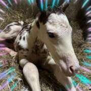 ヒメ日記 2026/02/25 12:37 投稿 本上 松戸おかあさん