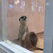 ヒメ日記 2025/03/22 13:05 投稿 しゅり Rutile(ルチル)